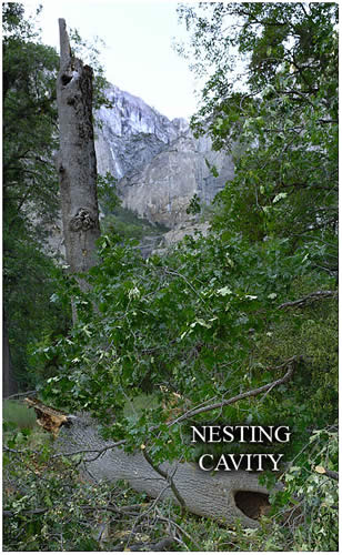 Nesting Site Down