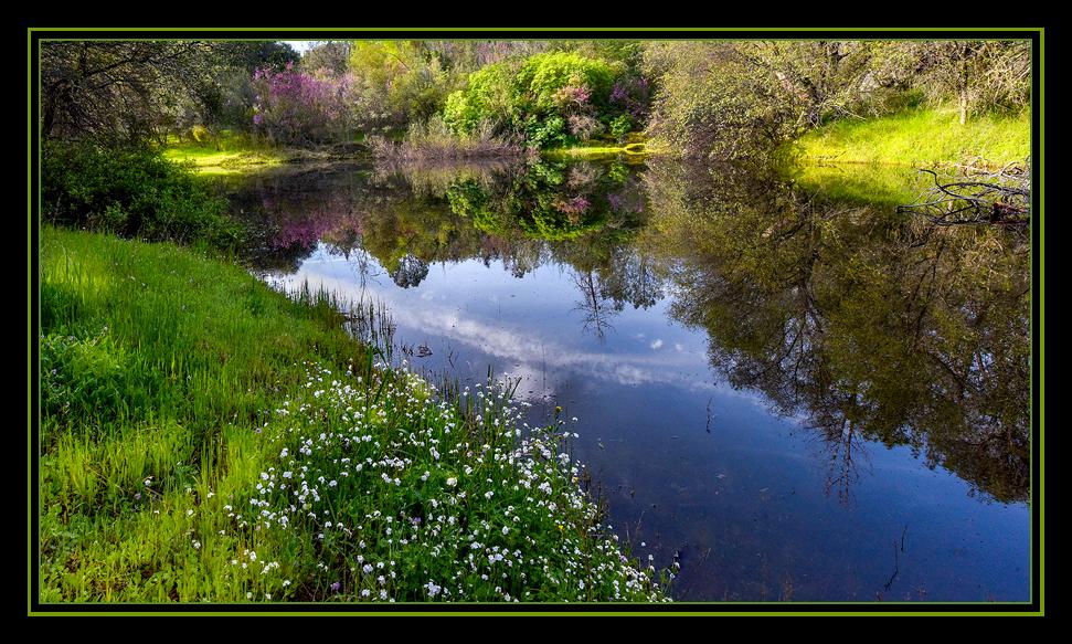 Springtime comes to our peaceful pond - a life-giving oasis for all creatures great and small that call "The Lodge" their home.<br />Mariposa, CA       March 19, 2016