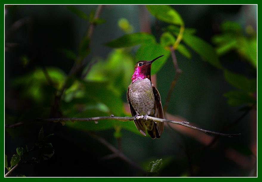 Male hummer displaying brilliant color to a potential mate.Mariposa, California. April 2013.