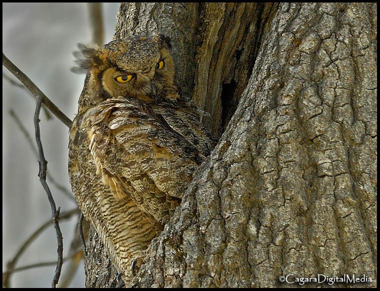 Great Horned Owl<br />Yosemite<br />April 28, 2007