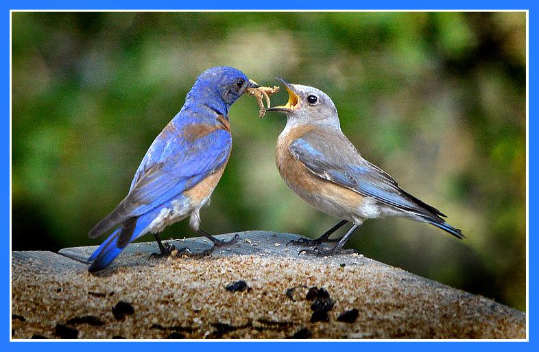 Mariposa, California USA Breakfast Is Served!This beautiful pair of Western Bluebirds has begun a second nest (the first fledged 4 nestlings out of five) in a nest box on the edge of a quiet meadow in Mariposa, California USA.Here the attentive male is feeding a breakfast of live meal worms to his lovely bride before they commence with the day's "construction."We shall hope for a successful brood and fledging. If it comes to pass the world will be a little richer for it...To view a short video of this lovely duo, copy this link and paste it into your browser's address line. or click the Link:<a href="http://www.youtube.com/watch?v=jo46zqzYI2M&amp;feature=plcp" target="_blank"> http://www.youtube.com/watch?v=jo46zqzYI2M&amp;feature=plcp</a>Date: 05/26/2012