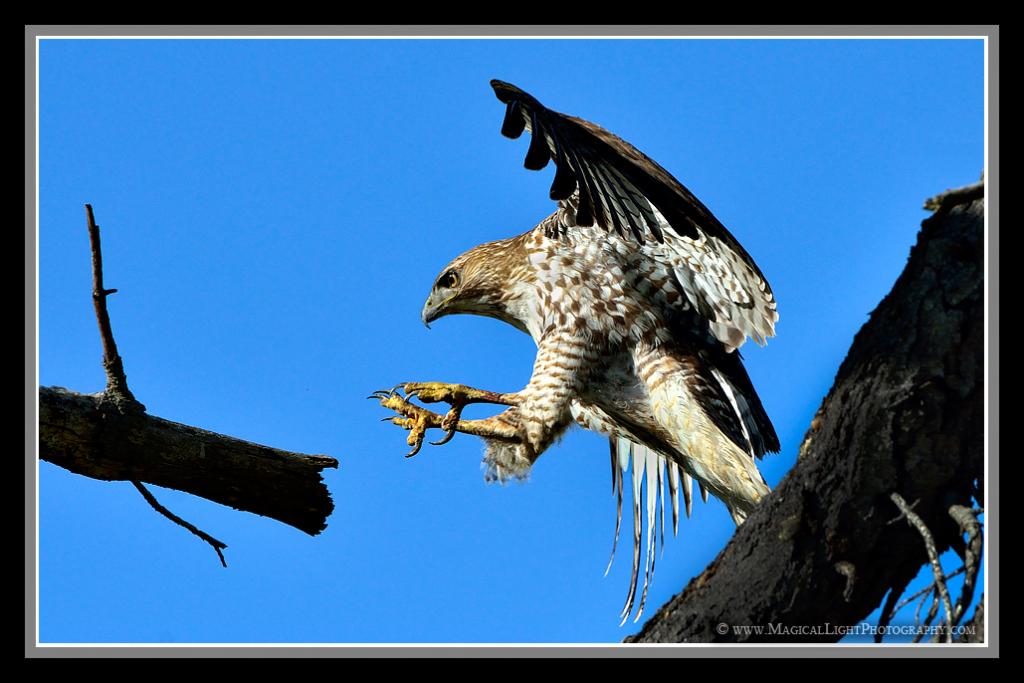 <span style="font-size:18px;"><span style="font-family:arial,helvetica,sans-serif;">Like a jet aircraft screaming toward the runway, this juvenile Red-Tailed Hawk has razor-sharp talons (landing gear) extended and ready for touch down.<br />	Lake Los Carneros, CA (Santa Barbara county) March 10, 2013</span></span>