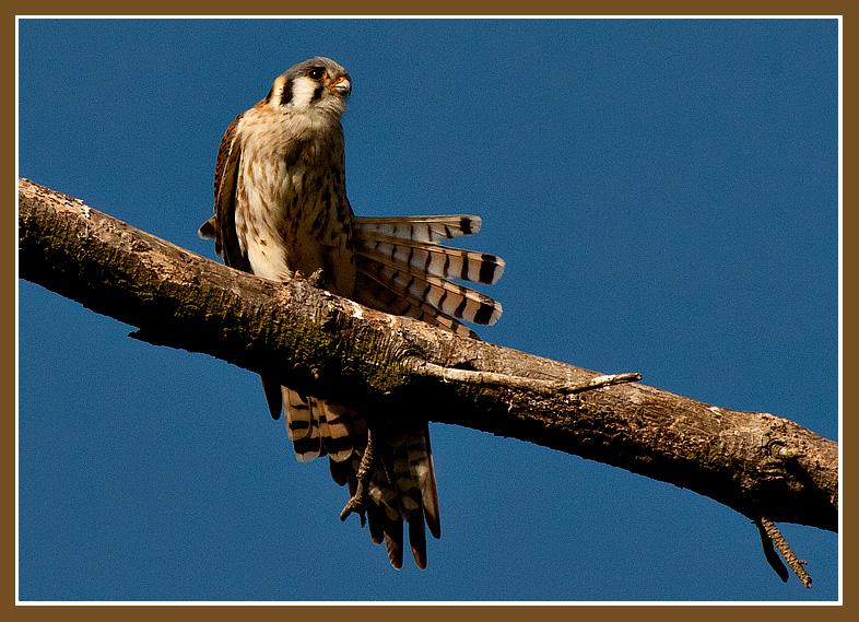American Kestrel<br />(Also Known as "Sparrow Hawk")<br />Goleta, CAAmerican Kestrel<br />This American Kestrel female (also known as a "Sparrow Hawk") poses for a portrait during her morning preen while perched on a dead snag at Lake Los Carneros.