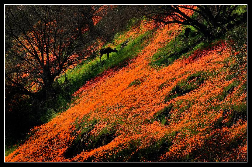A profusion of poppies surrounds a browsing doe.Merced River Canyon. March 2009.