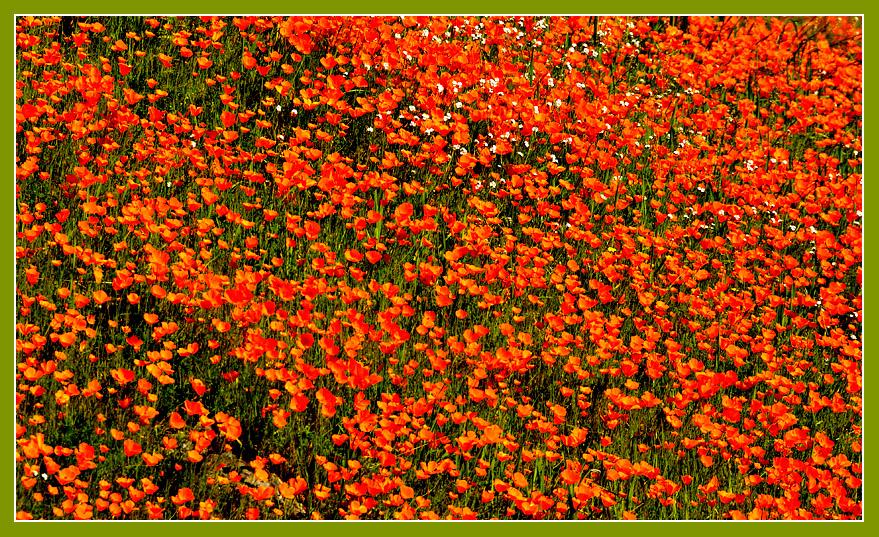 Fresh poppies proliferate in a profusion of pretty color!Merced River Canyon. March 2009.